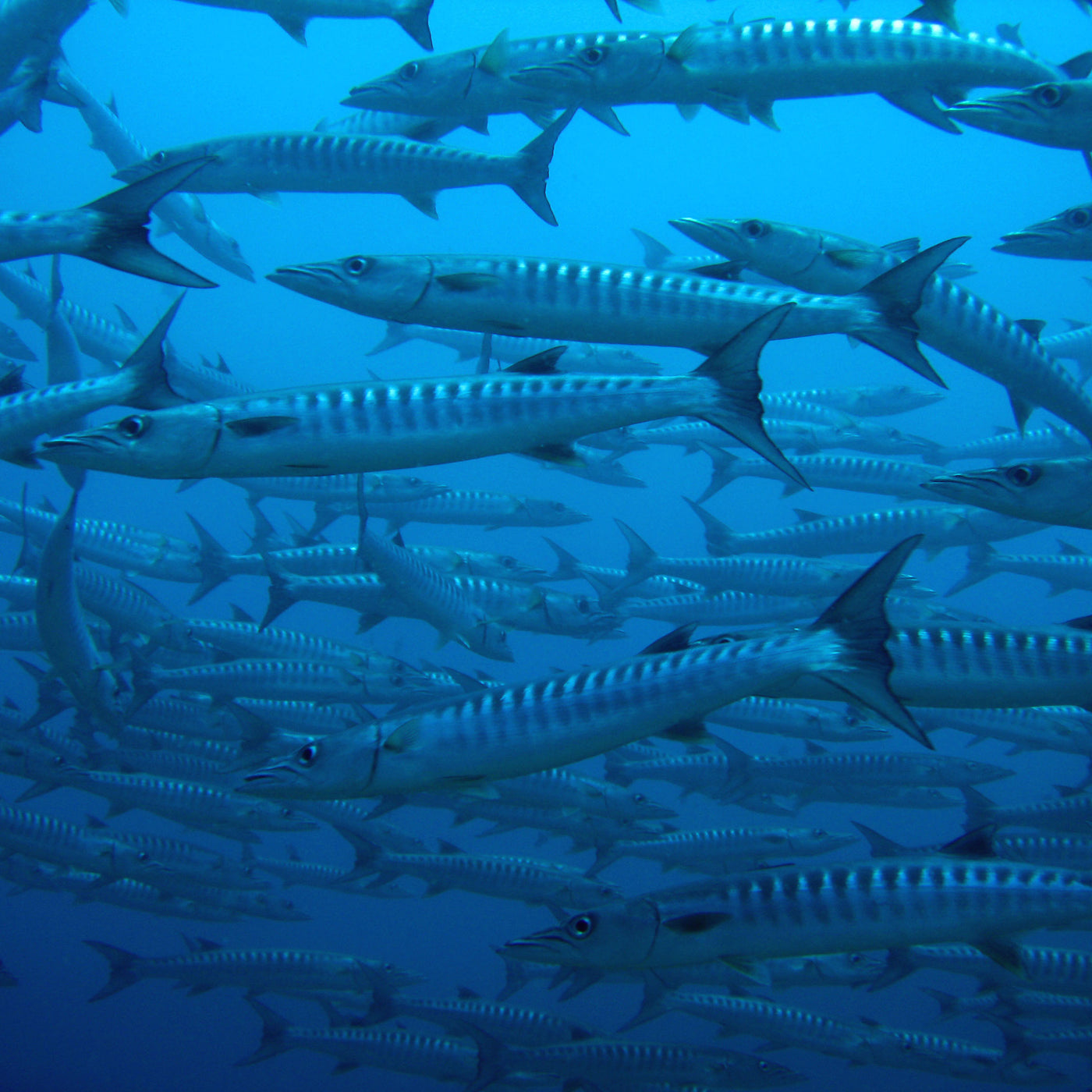 LIVEABOARD - 4 days/ 3 nights - M/V BAVARIA  - Koh Bon, Tachai, Koh Surin, Richelieu Rock (max 13 dives)