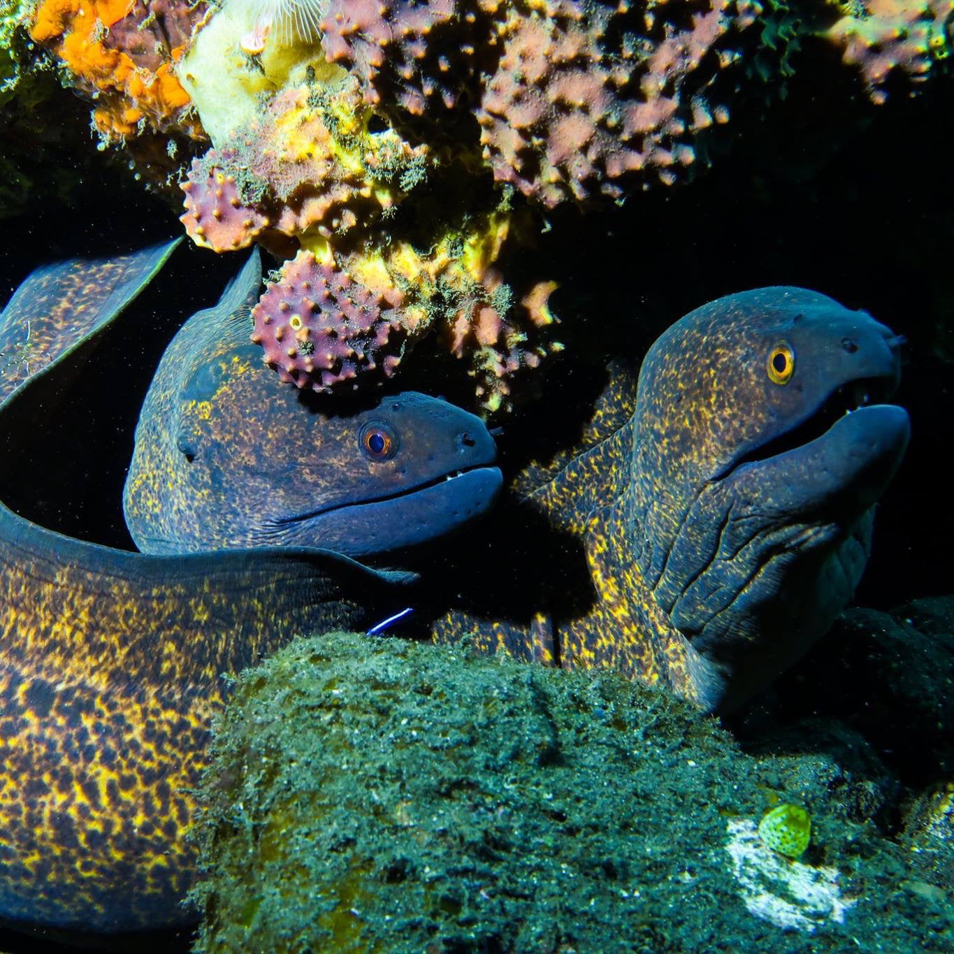 LIVEABOARD - 11 days/ 10 nights - M/V BAVARIA - Koh Haa, Hin Daeng, Hin Muang, Phi Phi, Similan, Koh Bon, Koh Tachai, Koh Surin, Richelieu Rock (max 35 dives)