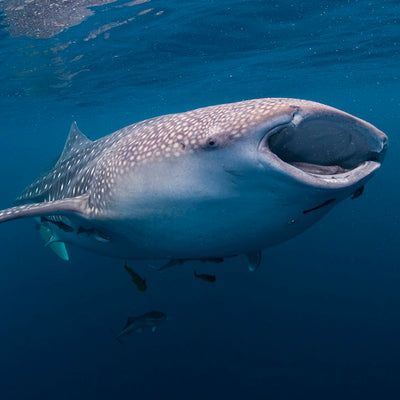 LIVEABOARD - 7 days/ 6 nights - M/V BAVARIA - Similan, Koh Bon, Koh Tachai, Koh Surin, Richelieu Rock (max 22 dives)