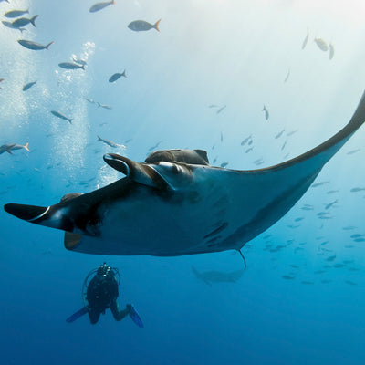 LIVEABOARD - 7 days/ 6 nights - M/V BAVARIA - Similan, Koh Bon, Koh Tachai, Koh Surin, Richelieu Rock (max 22 dives)
